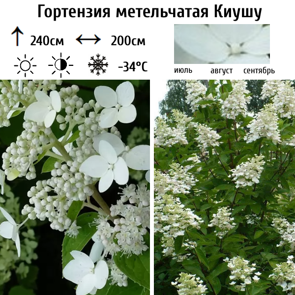 Гортензия метельчатая "Киушу"