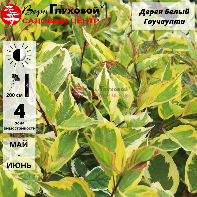 Дерен белый "Гоучаулти"