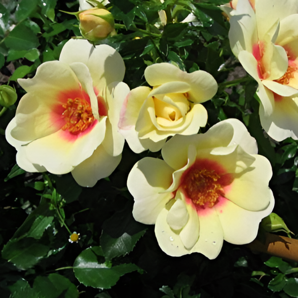 Основное изображение товара