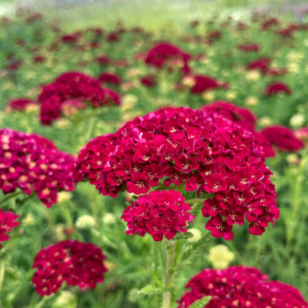 Основное изображение товара