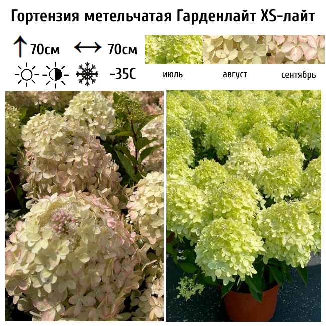 Гортензия метельчатая "Гарденлайт XS-лайт"