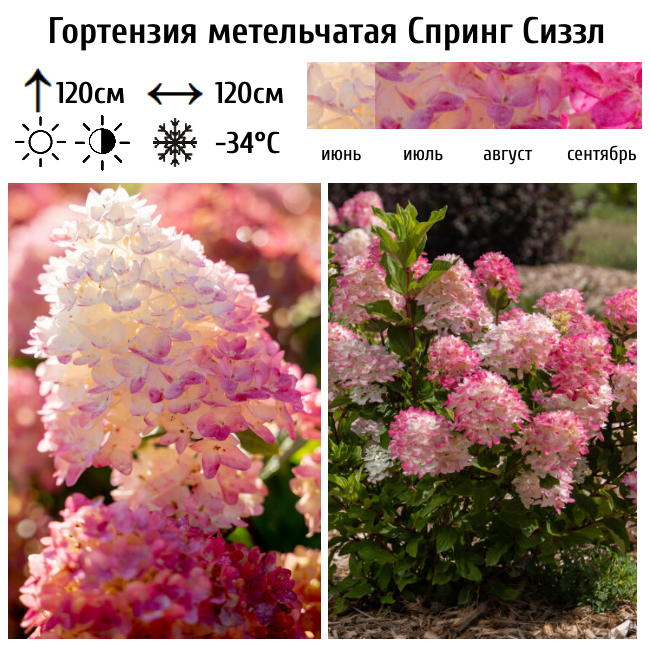 Гортензия метельчатая "Спринг Сиззл"