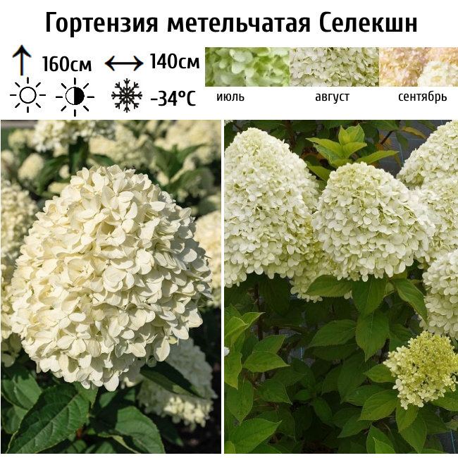 Гортензия метельчатая "Селекшн"