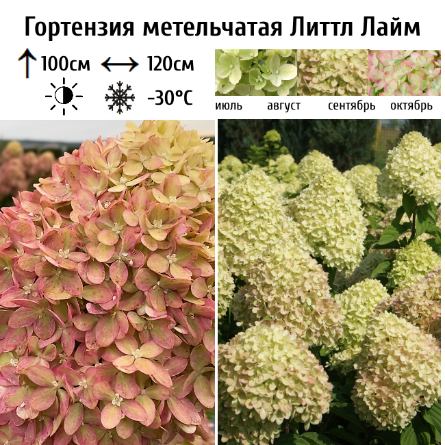 Гортензия метельчатая "Литтл Лайм"