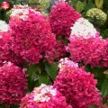 Гортензии метельчатые