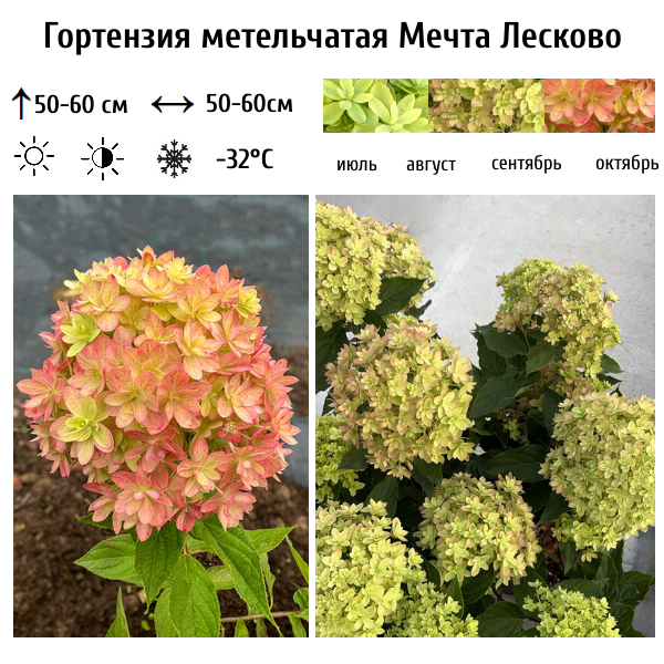 Гортензия метельчатая "Мечта Лесково"