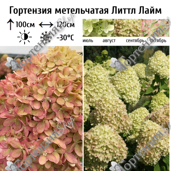 Гортензия метельчатая "Литтл Лайм"