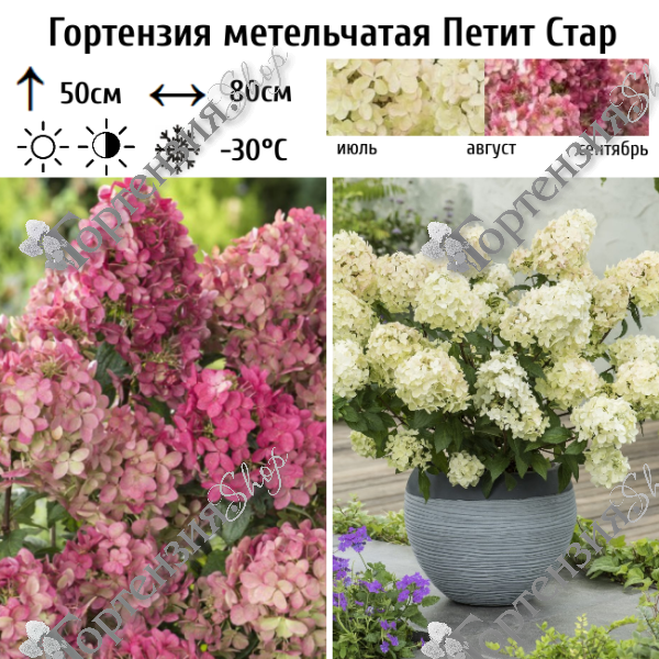 Гортензия метельчатая "Петит Стар"