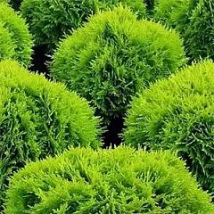 Хвойные деревья и кустарники