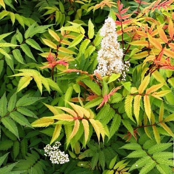 Рябинник рябинолистный "Сэм" 