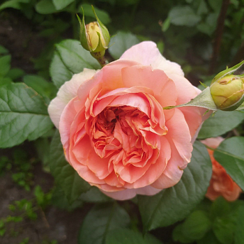 Роза чайно-гибридная "Chippendale" 