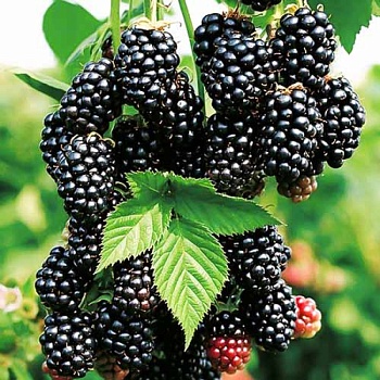 Ежевика "Блэк Каскад" 