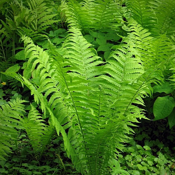 Папоротник Страусник 