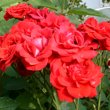 Роза полиантовая "Nina Weibull" 