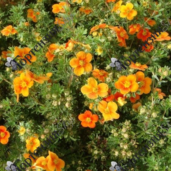 Лапчатка кустарниковая "Хоплейс Оранж" 