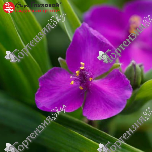 Традесканция андерсона "Ред Грейп" 