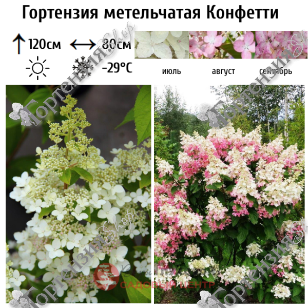 Гортензия метельчатая "Конфетти"