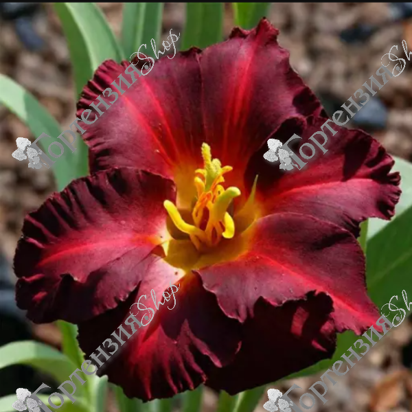 Лилейник  "Лиль Ред Вагон"