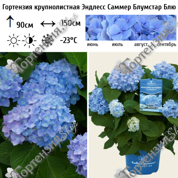 Гортензия крупнолистная "Эндлесс Саммер Блумстар Блю"