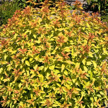 Спирея японская "Зен Спирит Голд" 