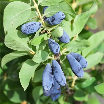 Жимолость "Васюганская" 