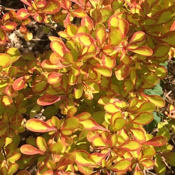 Барбарис Тунберга "Саммер Сансет" 