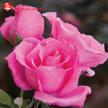 Роза чайно-гибридная "The McCartney Rose" 