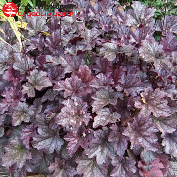 Гейхера "Аметист Мист" 