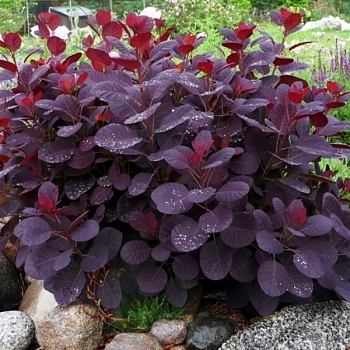 Скумпия кожевенная "Лилла" 