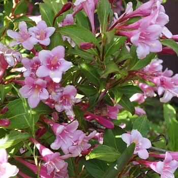 Вейгела цветущая  "Пинк Принцесс" 